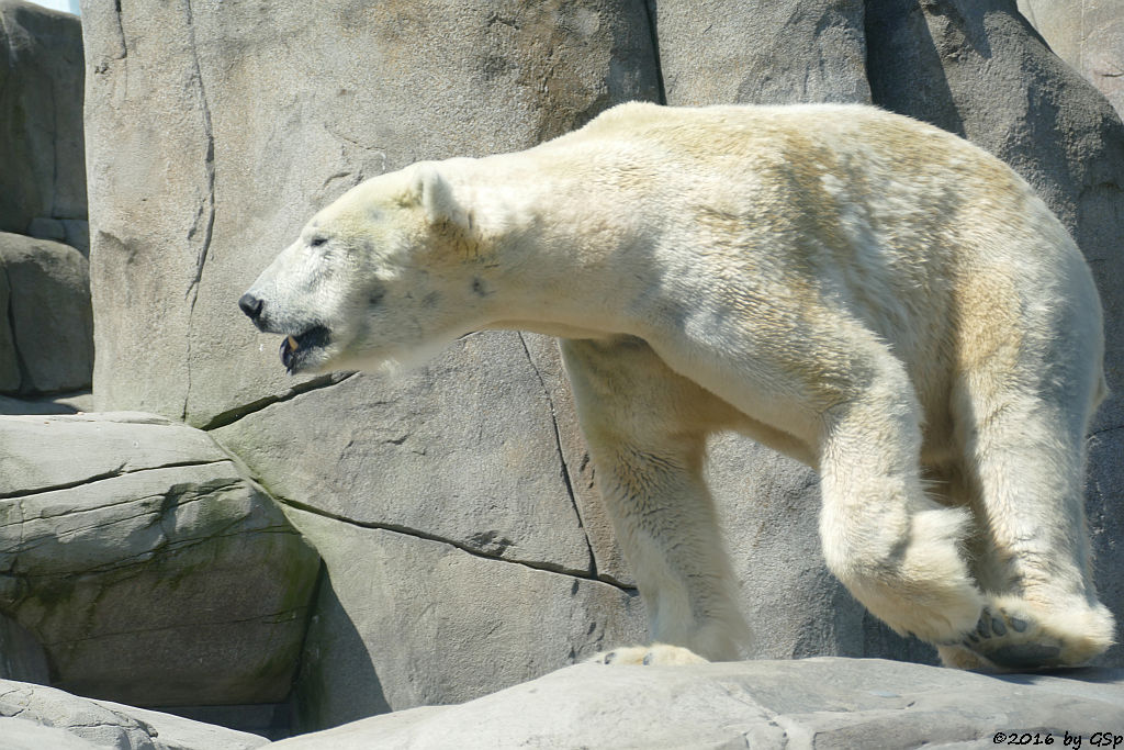 Eisbär BLIZZARD