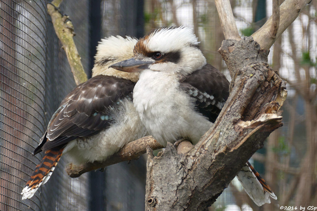 Jägerliest (Lachender Hans, Kookaburra)