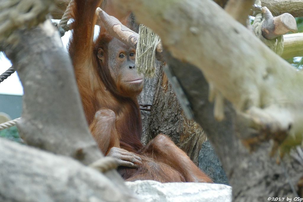 Sumatra-Orang-Utan BATAK, seit 8.8.17 in Hamburg