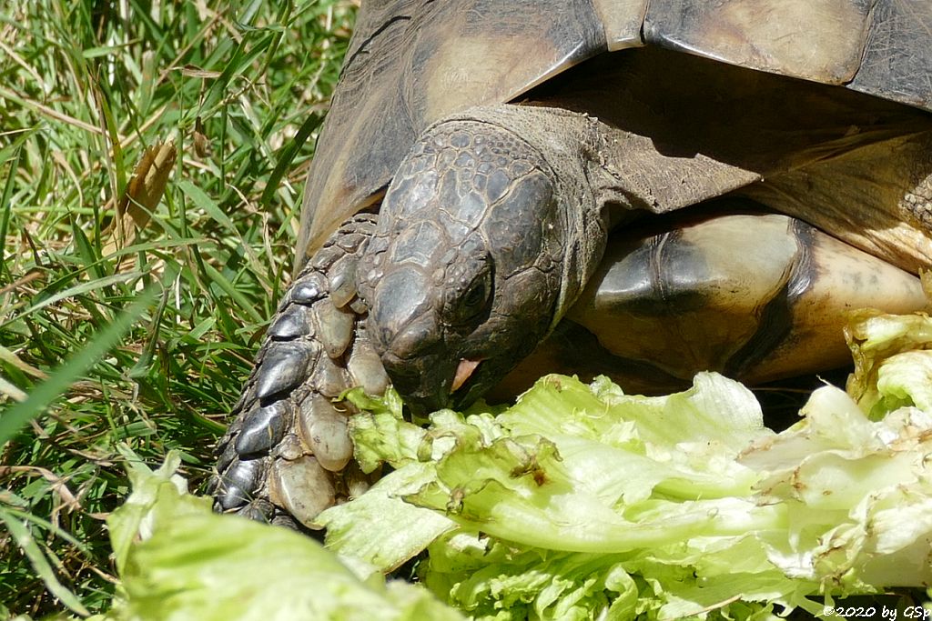 Breitrandschildkröte