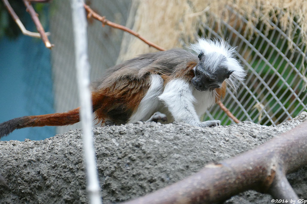 Lisztäffchen (Lisztaffe, Pinchéaffe)