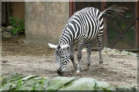 Nördliches Steppenzebra (Sudanzebra)