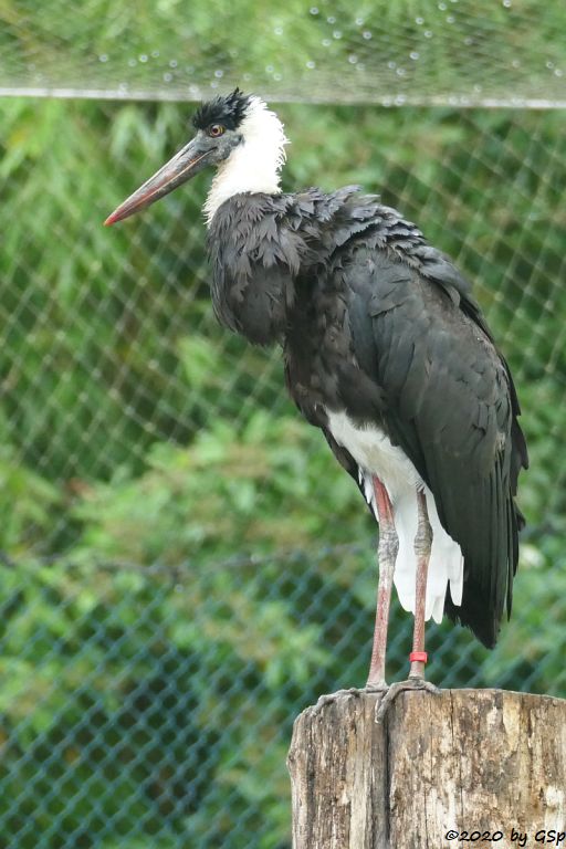 Asiatischer Wollhalsstorch