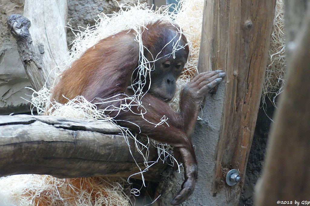 Sumatra-Orang-Utan SAYANG