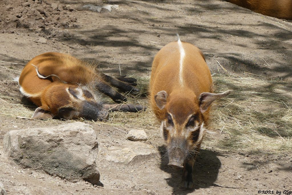 Pinselohrschwein (Rotes Flussschwein)
