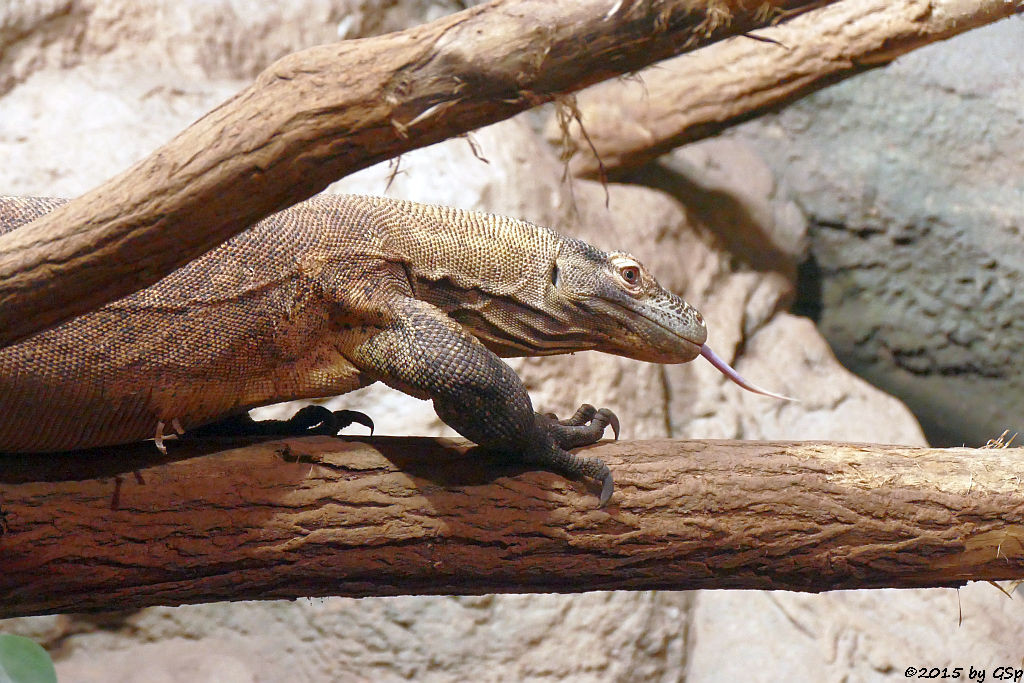 Komodowaran