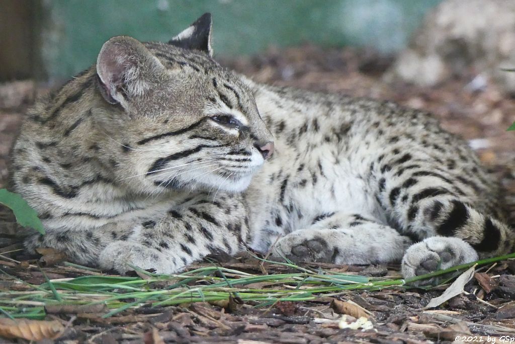 Kleinfleckkatze (Salzkatze, Geoffroy-Katze)