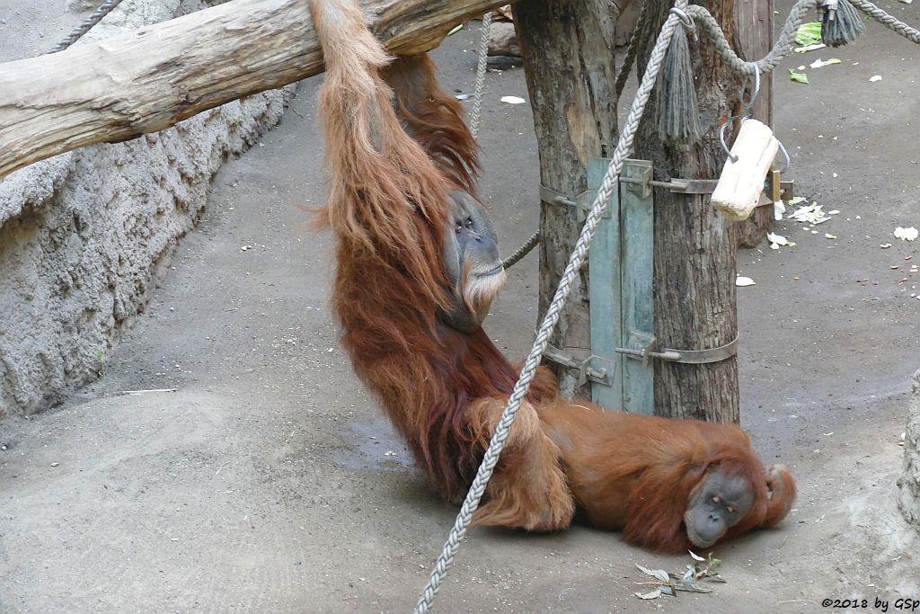 Sumatra-Orang-Utan