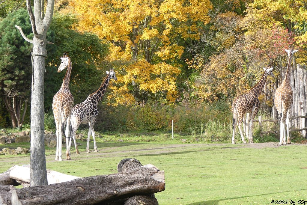 Rothschildgiraffe (Uganda-Giraffe, Baringo-Giraffe)