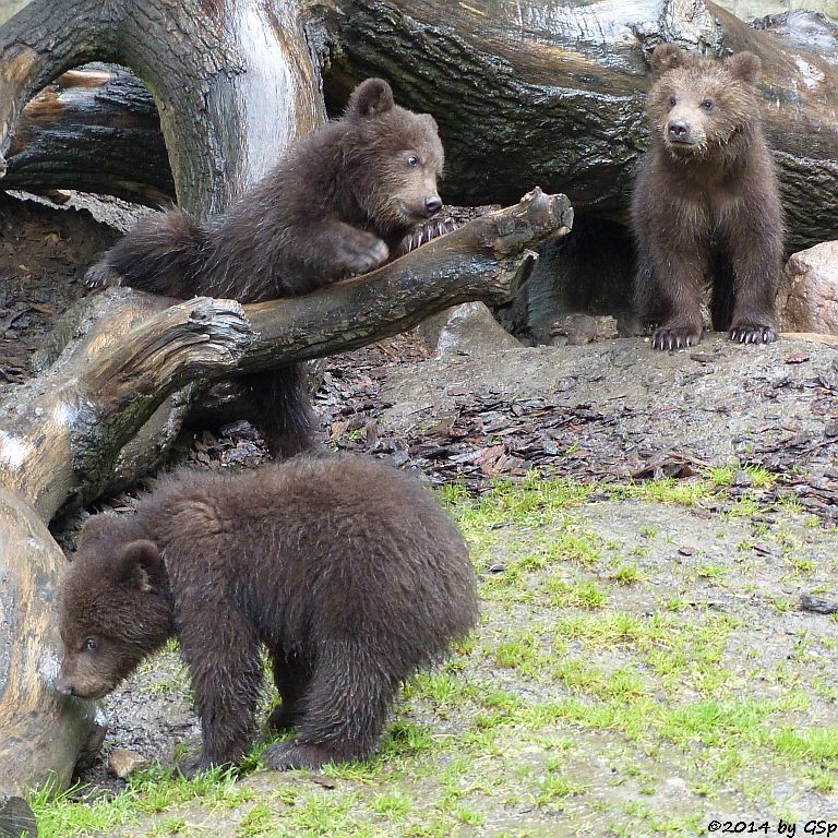 IGOR, IWAN und IRINA