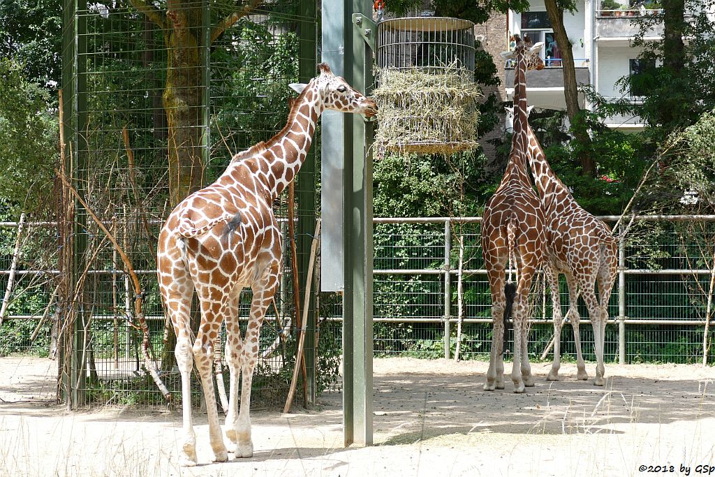 Netzgiraffe