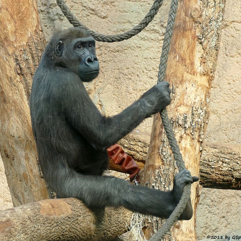 Flachlandgorilla