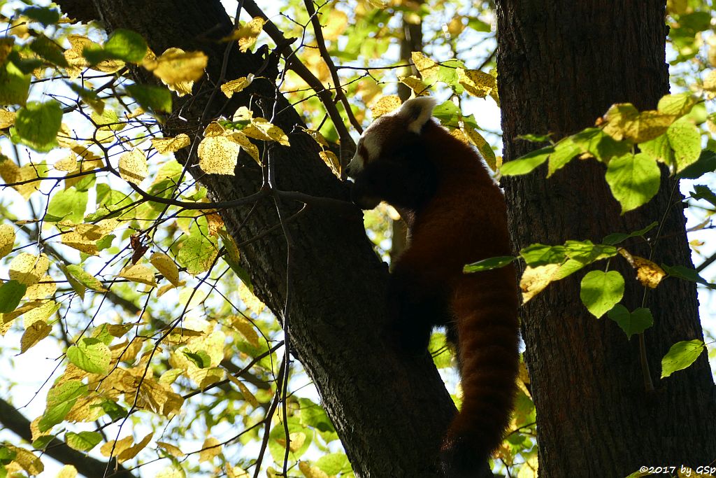 Westlicher Kleiner Panda (Westlicher Katzenbär, Nepalesischer Roter Panda)