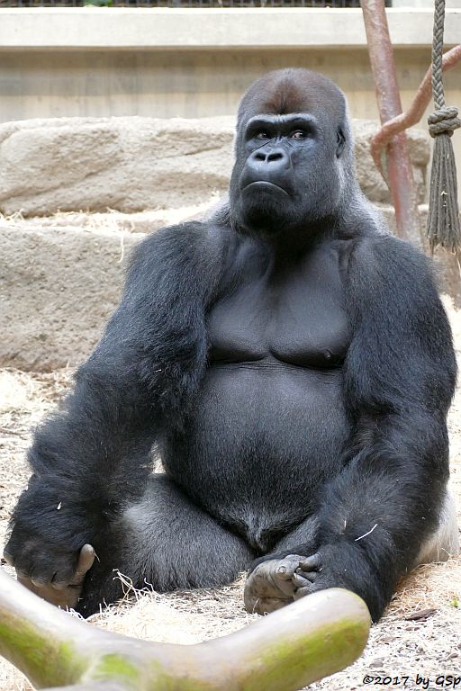 Flachlandgorilla