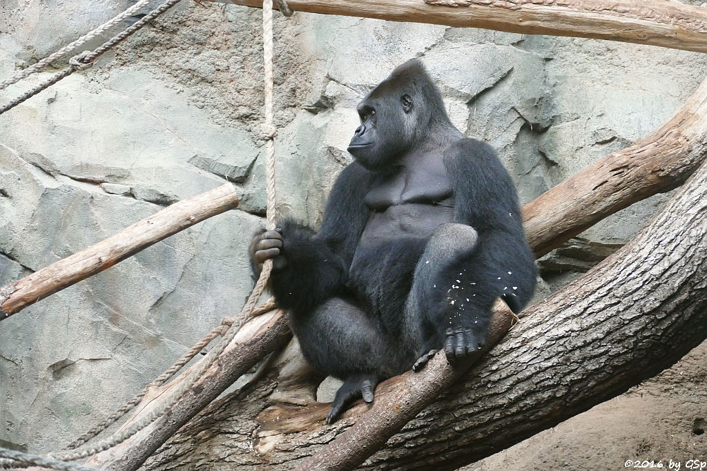 Flachlandgorilla VIATU