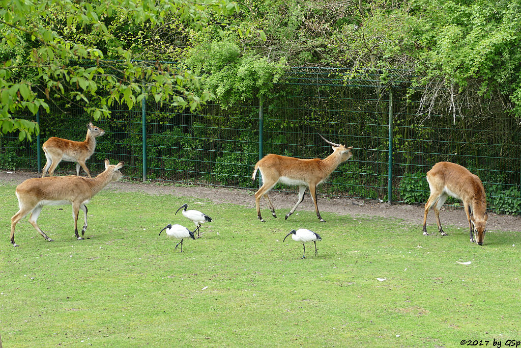 Kafue-Litschi (Letchwe, Kafue-Litschi-Wasserbock), Heiliger Ibis