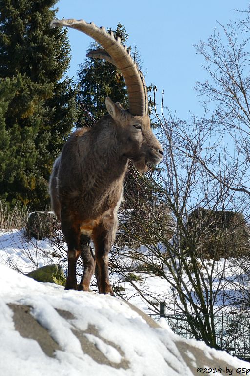 Alpensteinbock