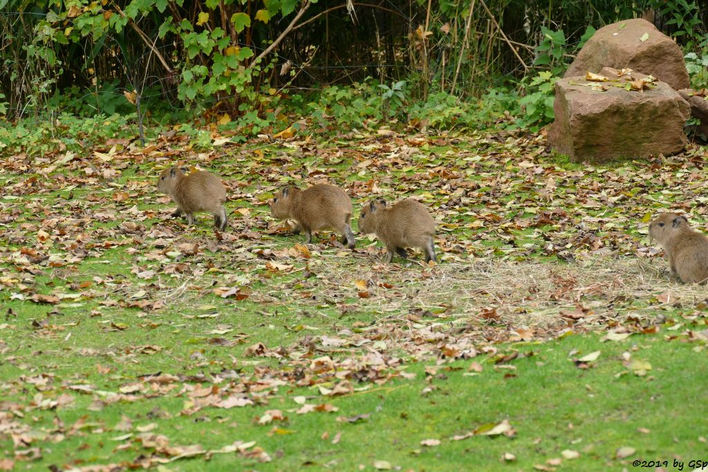 Wasserschwein (Capybara), 4 Jungtiere geb. am 15.9. u. 3 weitere im Okt. 2019