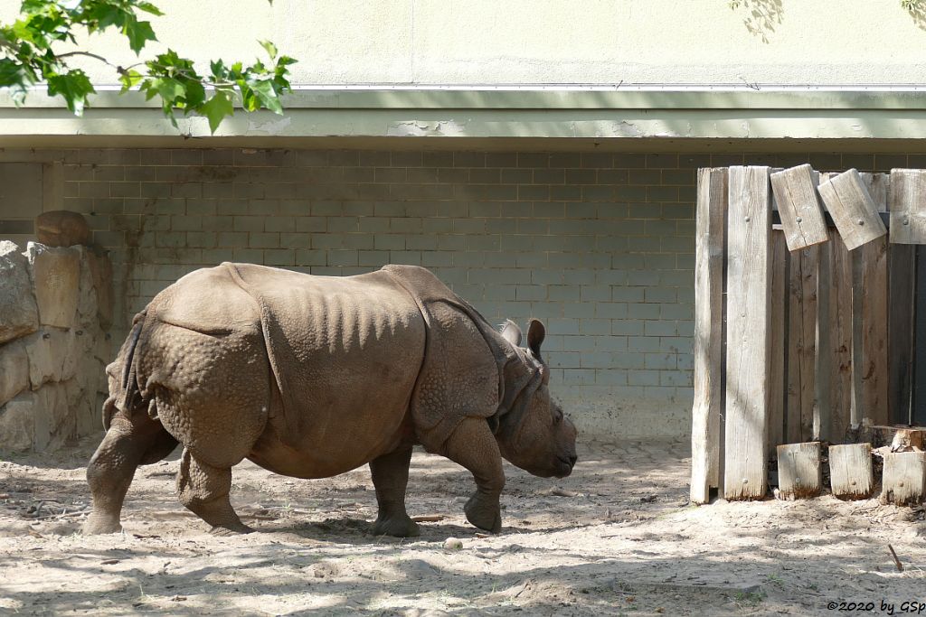 Panzernashorn (Indisches Panzernashorn, Großes Panzernashorn)