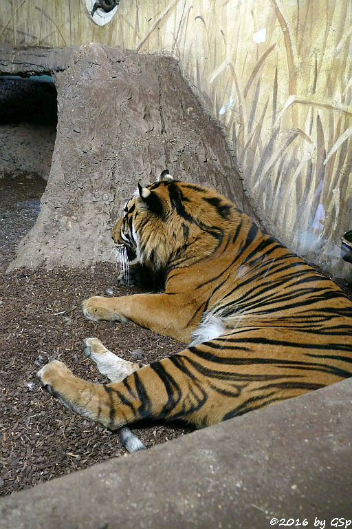 Sumatra-Tiger