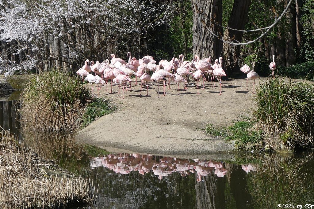 Zwergflamingo