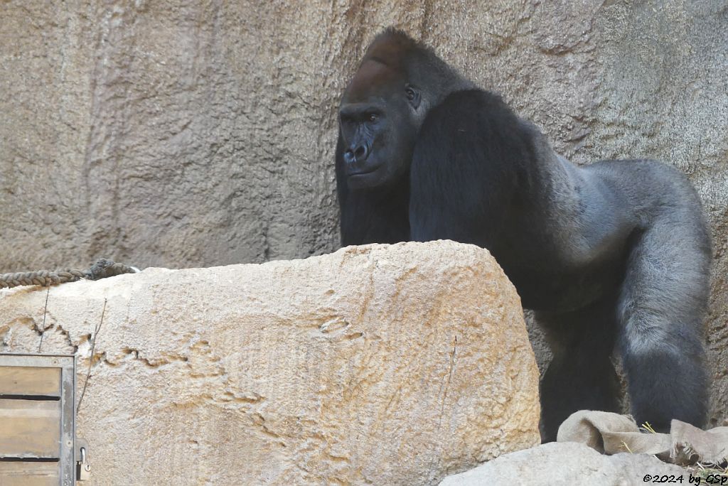 Westlicher Flachlandgorilla