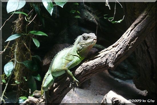 Grüne Wasseragame