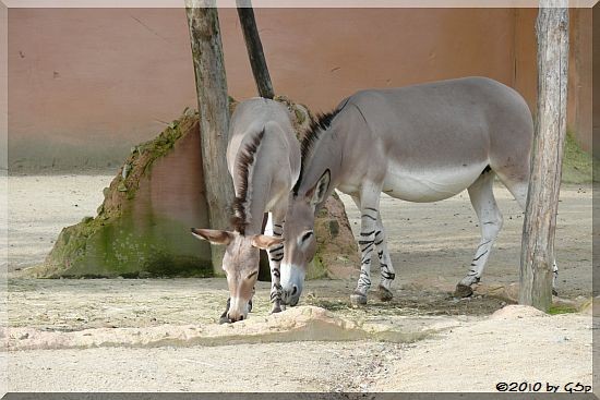 Somali-Wildesel