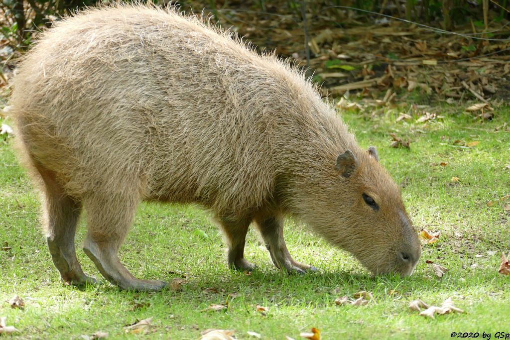 Wasserschwein (Capybara)