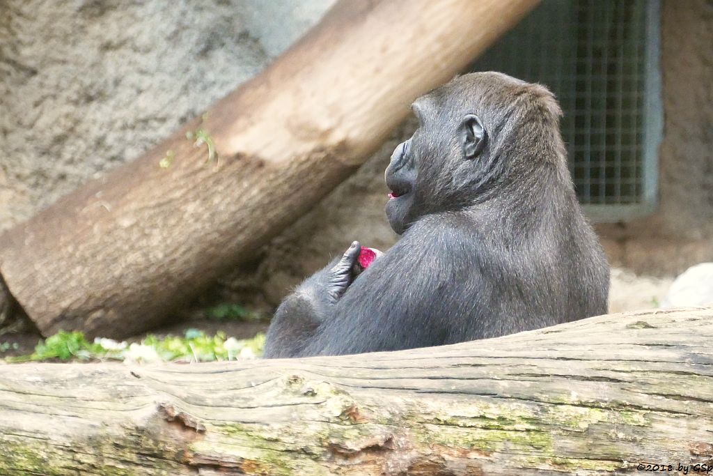 Flachlandgorilla QUEMBO