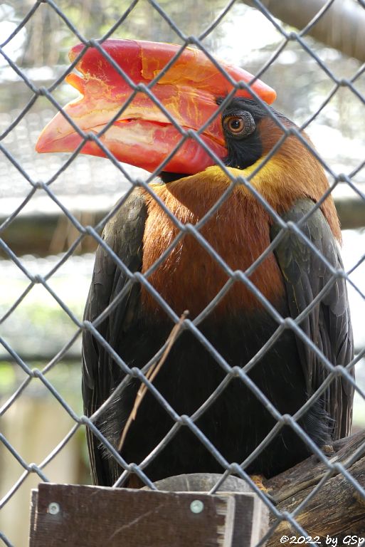 Luzon-Feuerhornvogel (Nördlicher Feuerhornvogel)