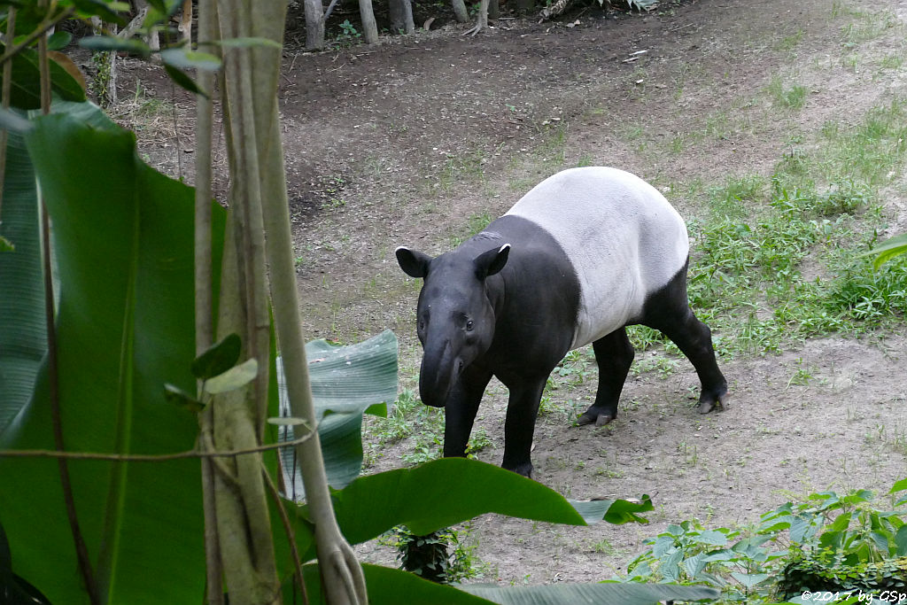 Schabrackentapir (Malaysischer Tapir) KETIGA