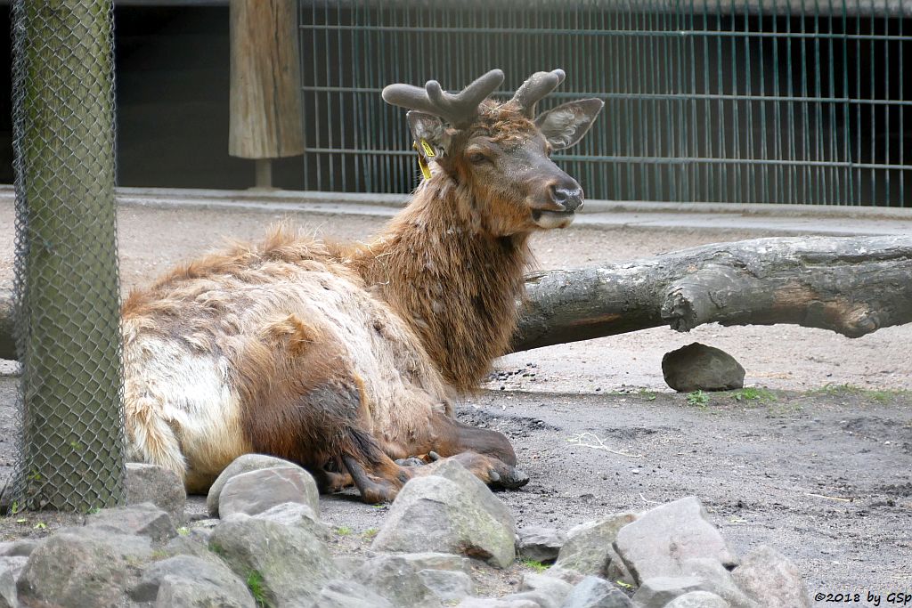 Nelsons Wapiti (Rocky-Mountains-Wapiti, Felsengebirgswapiti)