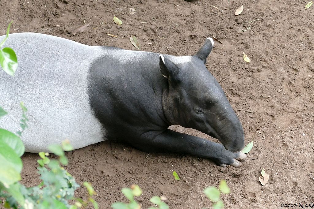 Schabrackentapir (Malaysischer Tapir) LAILA