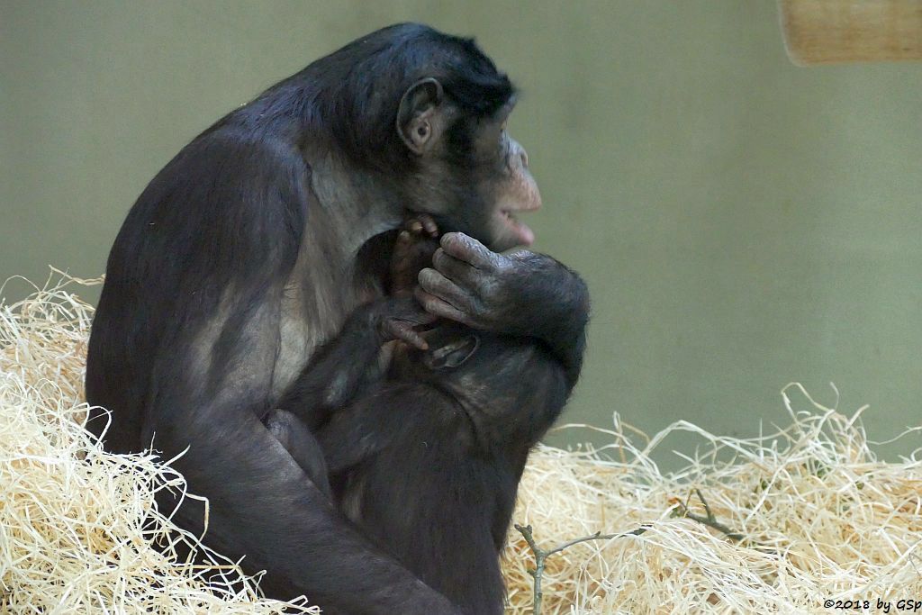 Bonobo (Zwergschimpanse)