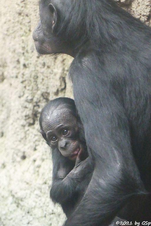 Bonobo (Zwergschimpanse)