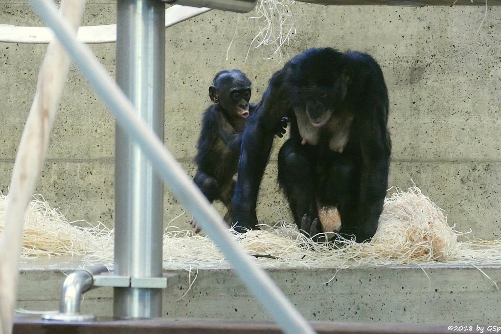 Bonobo (Zwergschimpanse)