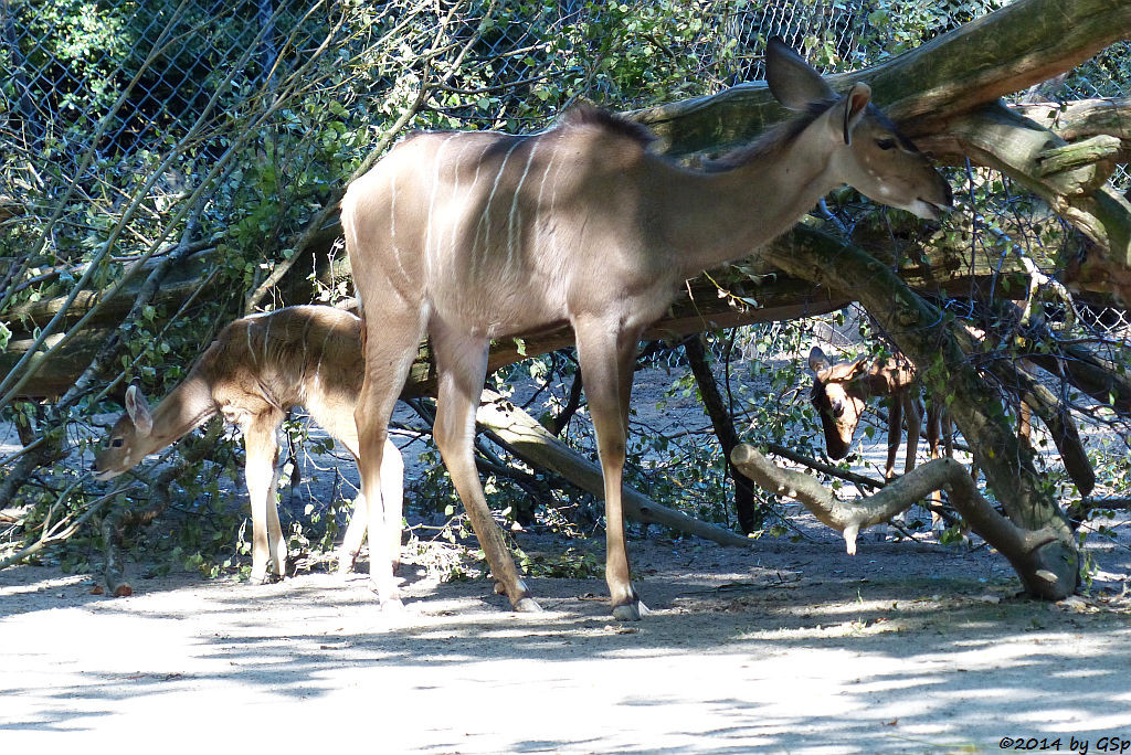 Großer Kudu, Jungtier geb. am 14.08.14 und Impala