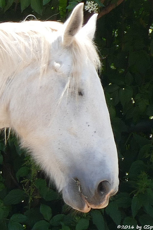 Shire Horse