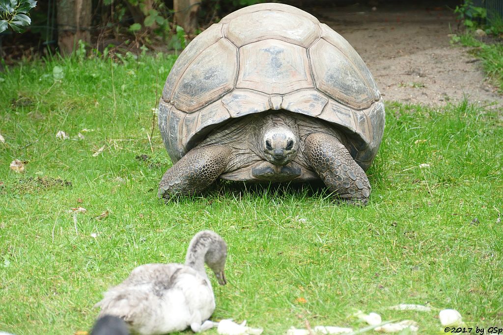 Aldabra- (Seychellen-) Riesenschildkröte