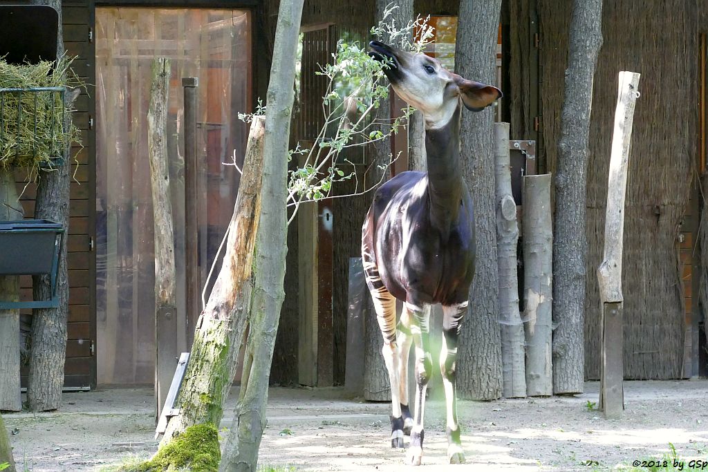 Okapi (Kurzhalsgiraffe, Waldgiraffe)
