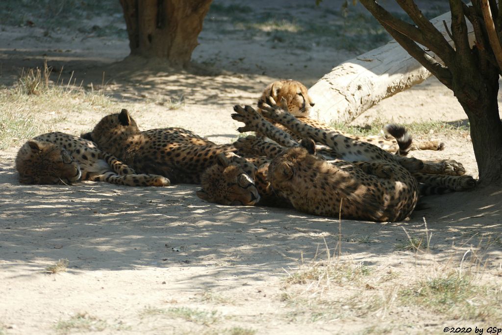 Südafrikanischer Gepard