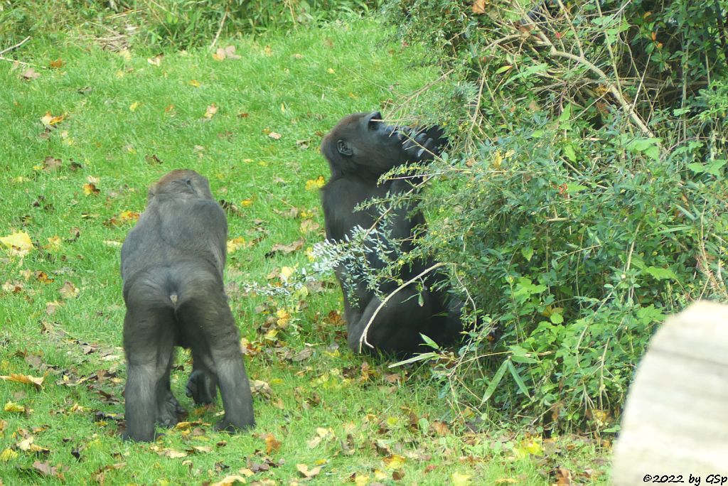 Westlicher Flachlandgorilla