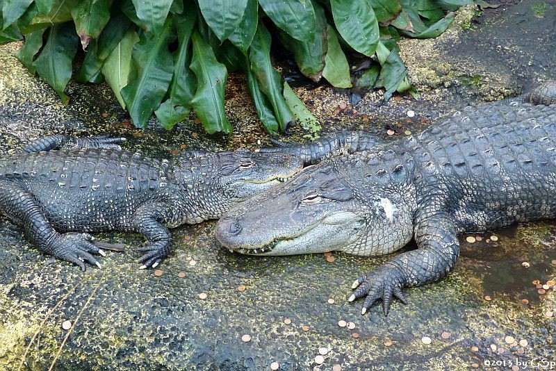 Hecht- (Mississippi-) aligator