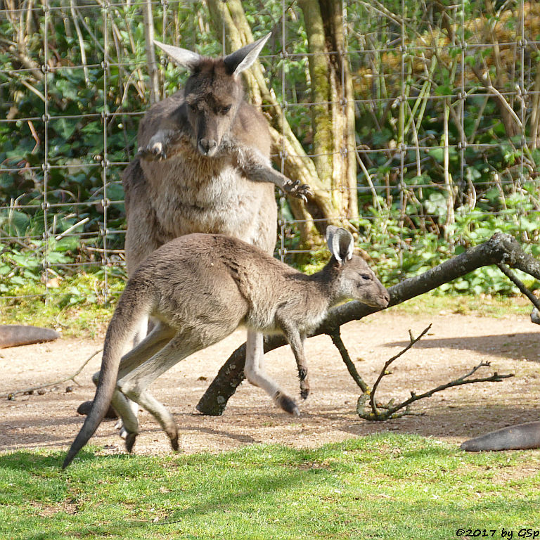 Schwarzgesichtskänguru (Steppenkänguru)