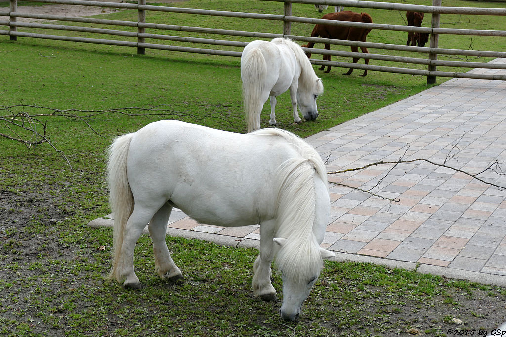 Shetlandpony