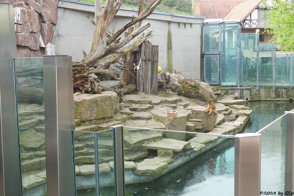 Zoo Halle: Berberaffe (Magot)