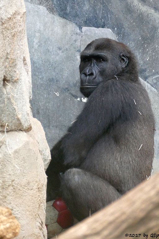 Flachlandgorilla QUEMBO