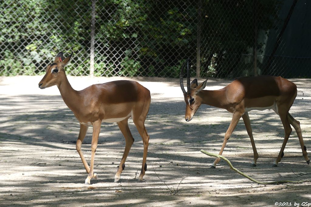 Impala (Schwarzfersenantilope)