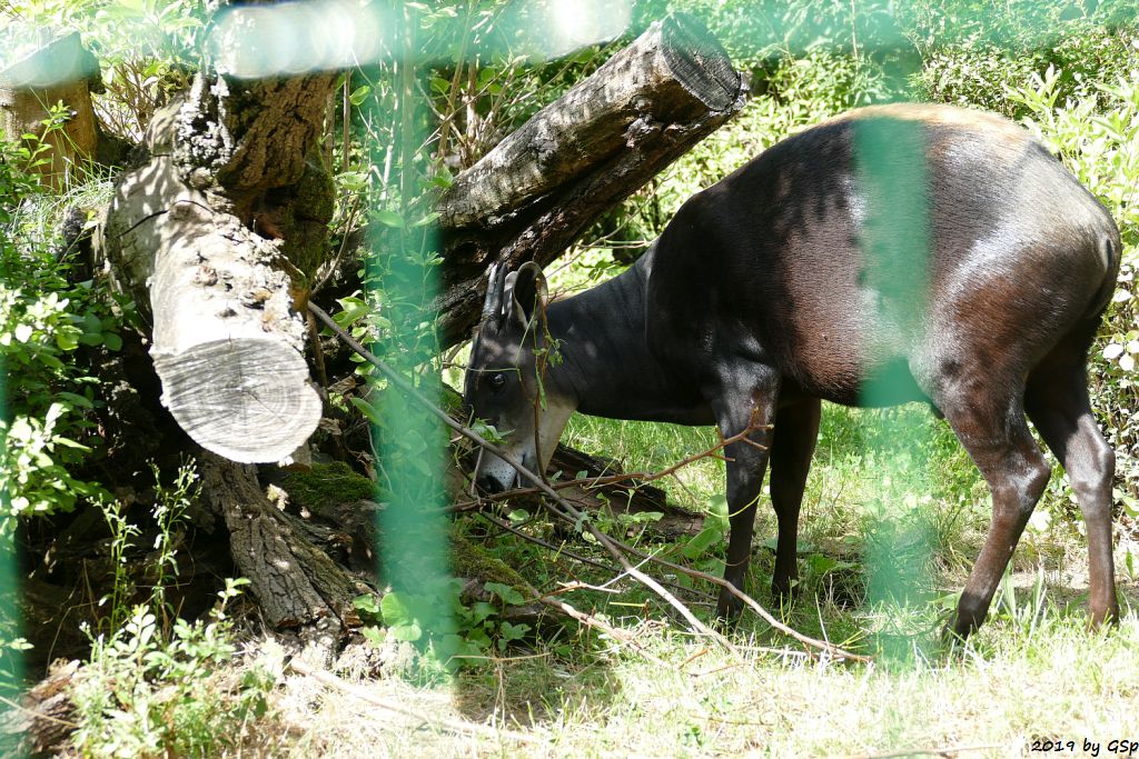 Gelbrückenducker (Riesenducker)